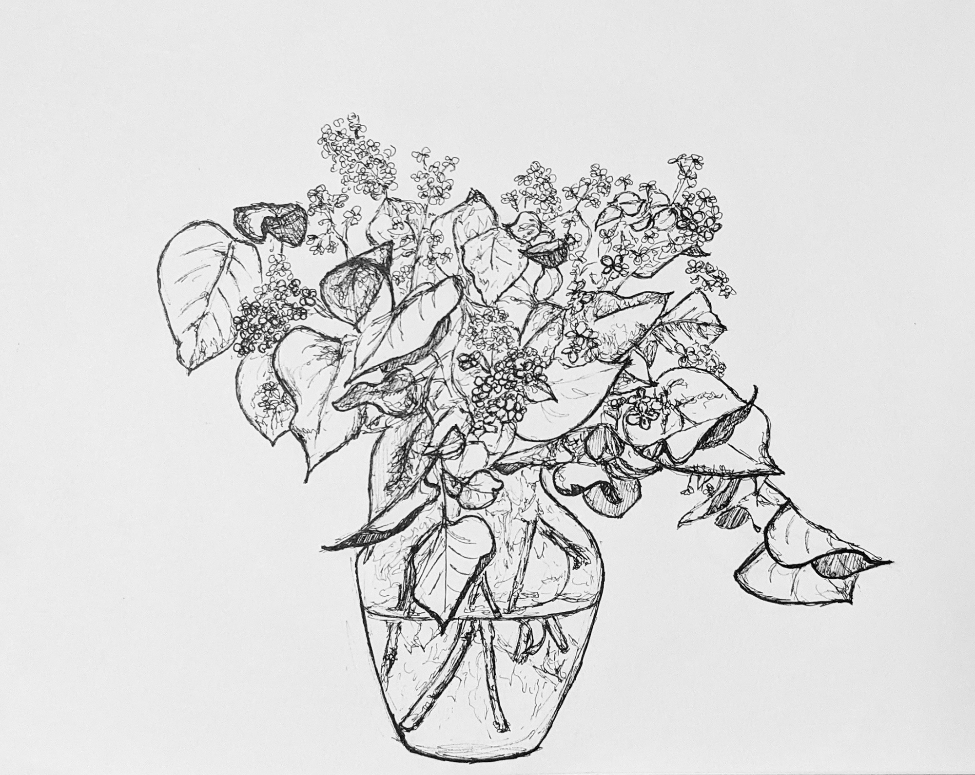 lilacs